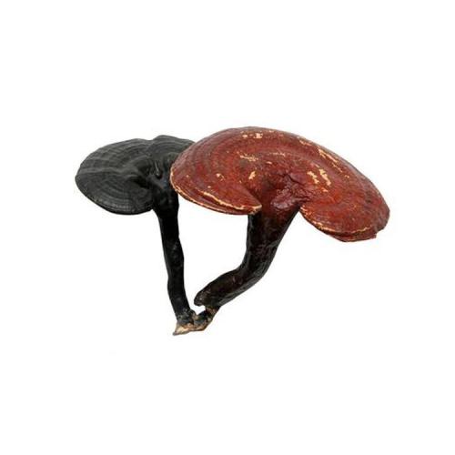 灵芝煲汤价值高